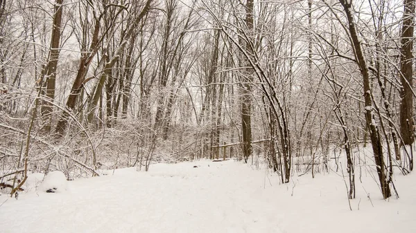 Cenário de inverno nevado em Ontário Canadá. Neve árvores cobertas na floresta. — Fotografia de Stock