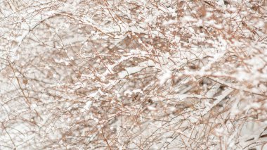 Ağaçların ve yaprakların üzerindeki parlak beyaz kar resmini kapat. Londra, Kanada 'da karla kaplı kahverengi ve yeşil çalılar