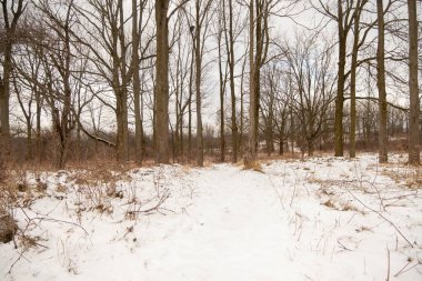 Hamilton, Kanada 'da soğuk kış günü. Bruce yürüyüş yolunda karlar ve ağaçlar kaplandı. Kahverengi ağaçlar ve beyaz kar.