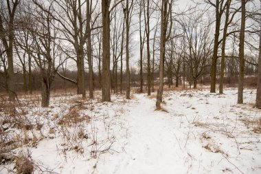 Hamilton, Kanada 'da soğuk kış günü. Bruce yürüyüş yolunda karlar ve ağaçlar kaplandı. Kahverengi ağaçlar ve beyaz kar.