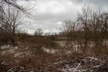 Hamilton, Kanada 'da soğuk kış günü. Bruce yürüyüş yolunda karlar ve ağaçlar kaplandı. Kahverengi ağaçlar ve beyaz kar.