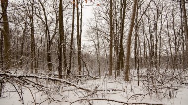 Hamilton, Kanada 'da soğuk kış günü. Bruce yürüyüş yolunda karlar ve ağaçlar kaplandı. Kahverengi ağaçlar ve beyaz kar.