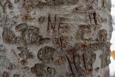 Kahverengi ağaç kabuğuna oymalar. Kanada, Londra 'da ormanda kar yağan kış günü. Ağaçtaki harfler