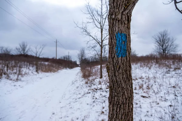 blue trail marker painted on tree along bruce trail in Hamilton, Canada. Winter day with snow