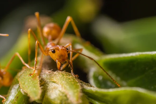 Hormigas Sobre Una Hoja Verde —  Fotos de Stock