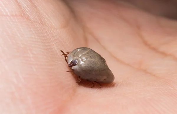 Grote teek zuigen bloed is klaar om te fokken. Op hunam hand. Rechtenvrije Stockfoto's