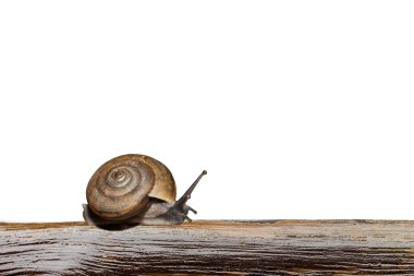 Salyangoz ahşap beyaz bir arka plan ile tırmanma vardır