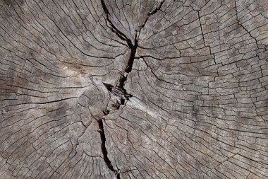 Eski ahşap dokusu kesilerek ağaç gövdesi