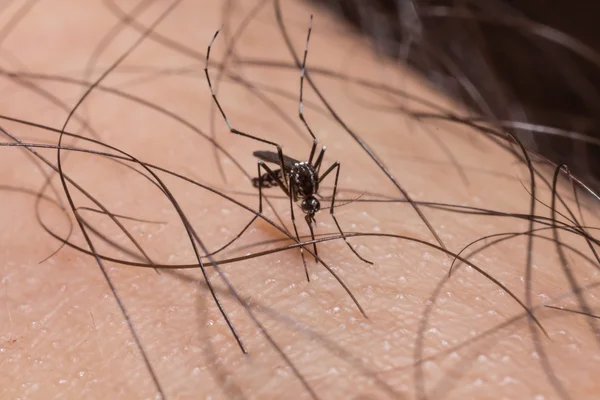 Mosquito en la piel humana y chupando sangre —  Fotos de Stock
