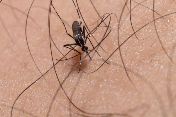 Mosquito en la piel humana y chupando sangre —  Fotos de Stock