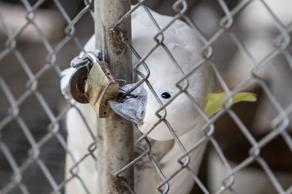 Какаду заперт в стальной клетке — стоковое фото