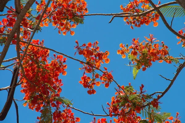 Peacock flowers on poinciana tree and the  blue sky background — Stock Photo, Image