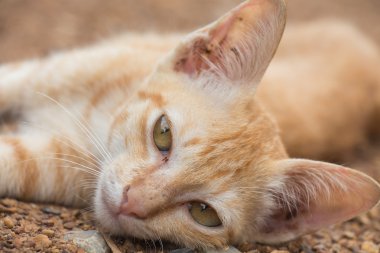 Yerde yatan ve seni kedi