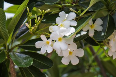 Plumeria çiçek tasarımı için ağaç ve oda veya spa süslemeleri