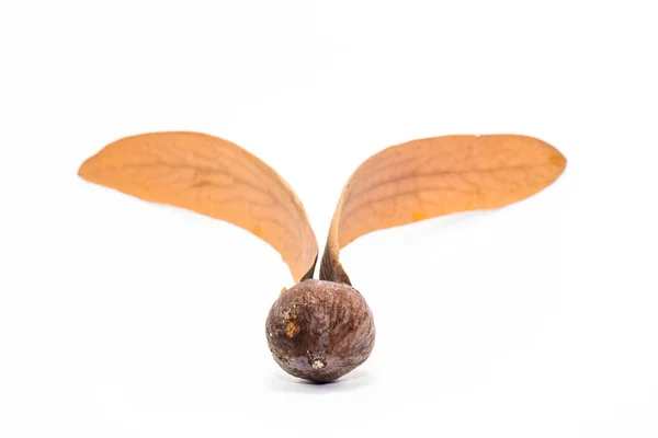 Dipterocarpus turbinatus isolate : The winged seed, blowing in t — Stock Photo, Image