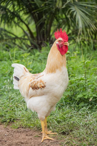 White hen on a green background