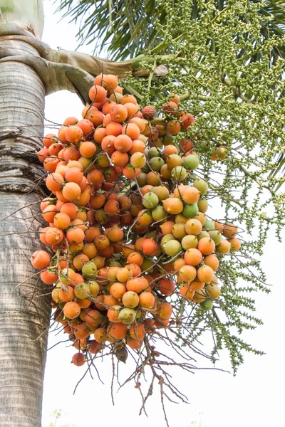 Mladý čerstvý malé červené a zelené betel palm na Palma — Stock fotografie