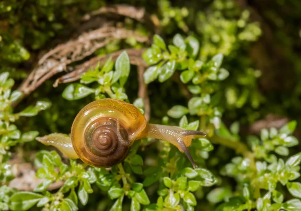 Snail on the tree with nature background — Stock Photo, Image