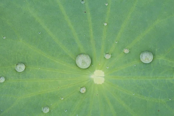 Drops of water on a lotus leaf — Stock Photo, Image