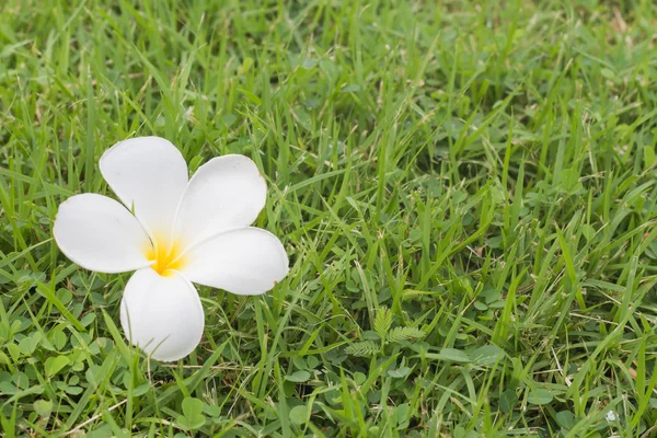 Plumeria (frangipani) flowers on the grass Royalty Free Stock Photos