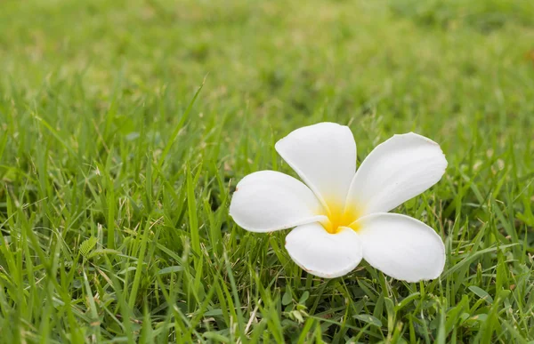 Plumeria (frangipani) flowers on the grass Stock Picture
