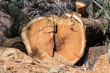 Ormandaki ağaçları kesin.