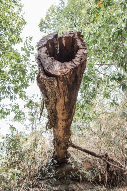 Ormandaki ağaçları kesin.