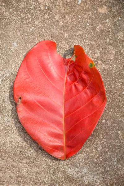 Red leaf  on the ground — Stock Photo, Image