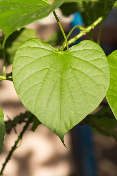 Hoja verde en forma de corazón — Foto de Stock