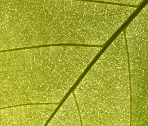 Texture background of backlight fresh green Leaf — Stock Photo, Image