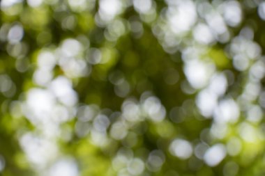 Soyut yeşil doğa bokeh arkaplan 