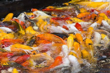 Süslü sazan ayna sazan balık havuzu