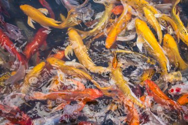 Süslü sazan ayna sazan balık havuzu