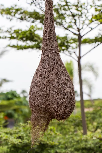 Nido de tejedor en una rama del árbol — Foto de Stock