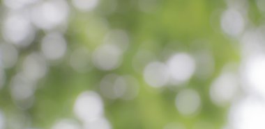 bokeh arka plan ile doğal yeşil
