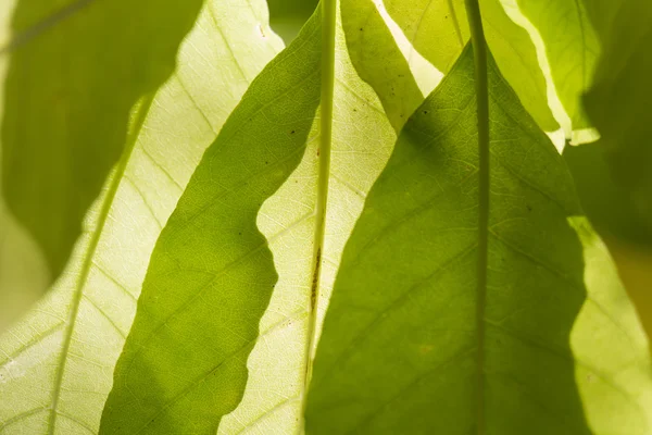 Текстурный фон из свежего зеленого листа — стоковое фото
