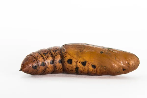 Caterpillar larvaları üzerinden dönüşümü. Ve büyüyen bir tereyağı