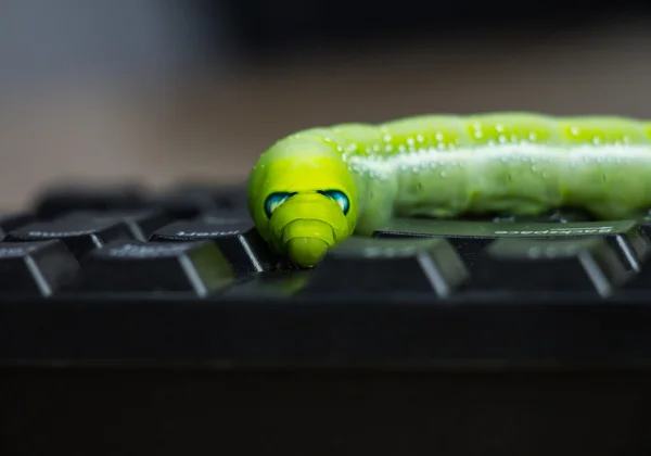 Gusano informático malicioso que arruina secretamente su computadora — Foto de Stock