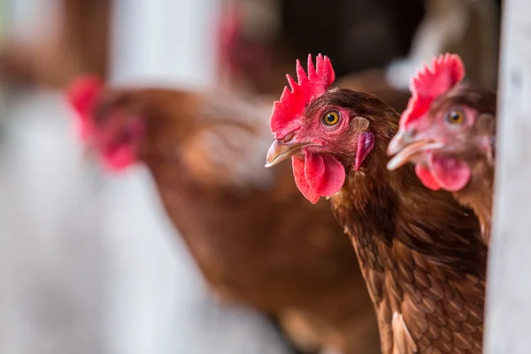 Brown Chickens — Stock Photo, Image