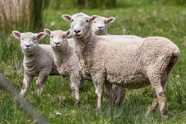 农场羊 — 图库照片
