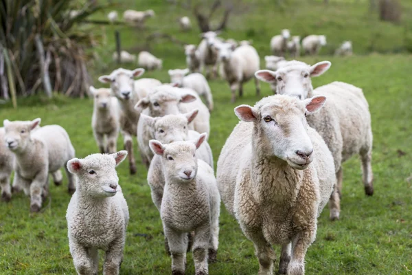 Borregos e ovelhas — Fotografia de Stock