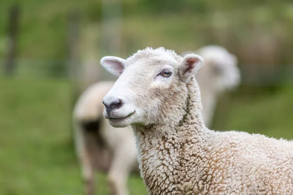 在农场上羊 — 图库照片