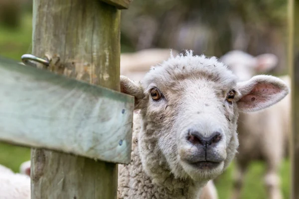 Sheep Closeup — Stock Photo, Image