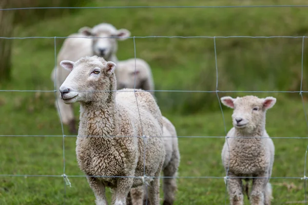 Schapen- en lamsvlees — Stockfoto