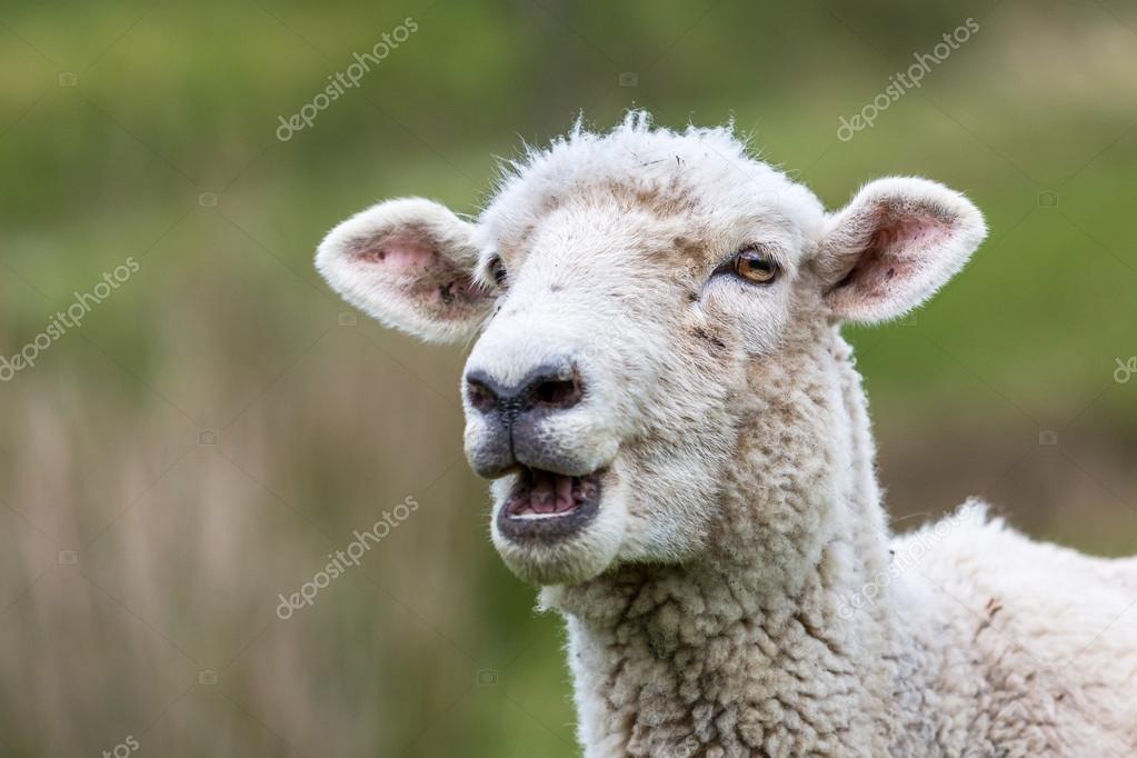 New Zealand Sheep — Stock Photo © heebyj #63253315
