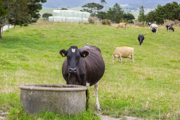 Cow Water Trough — Stock Photo, Image