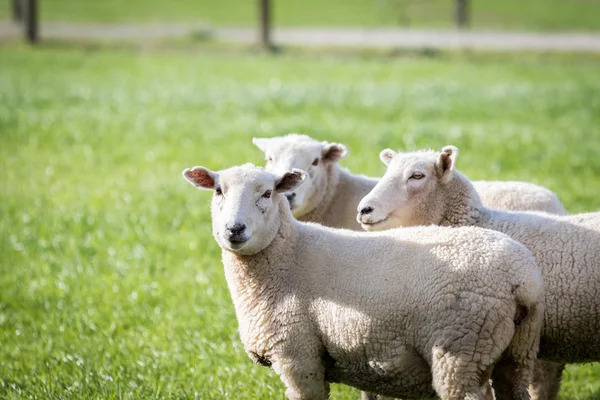 Flock of sheep — Stock Photo, Image