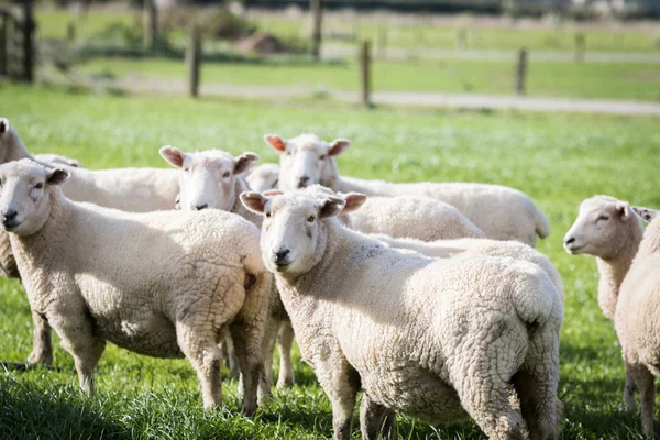 Paddock verde pecora — Foto Stock