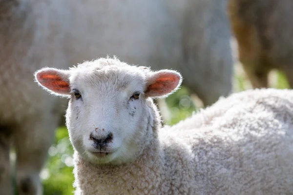 Schafe aus nächster Nähe — Stockfoto