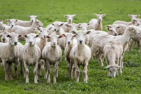 Geschoren schaap — Stockfoto